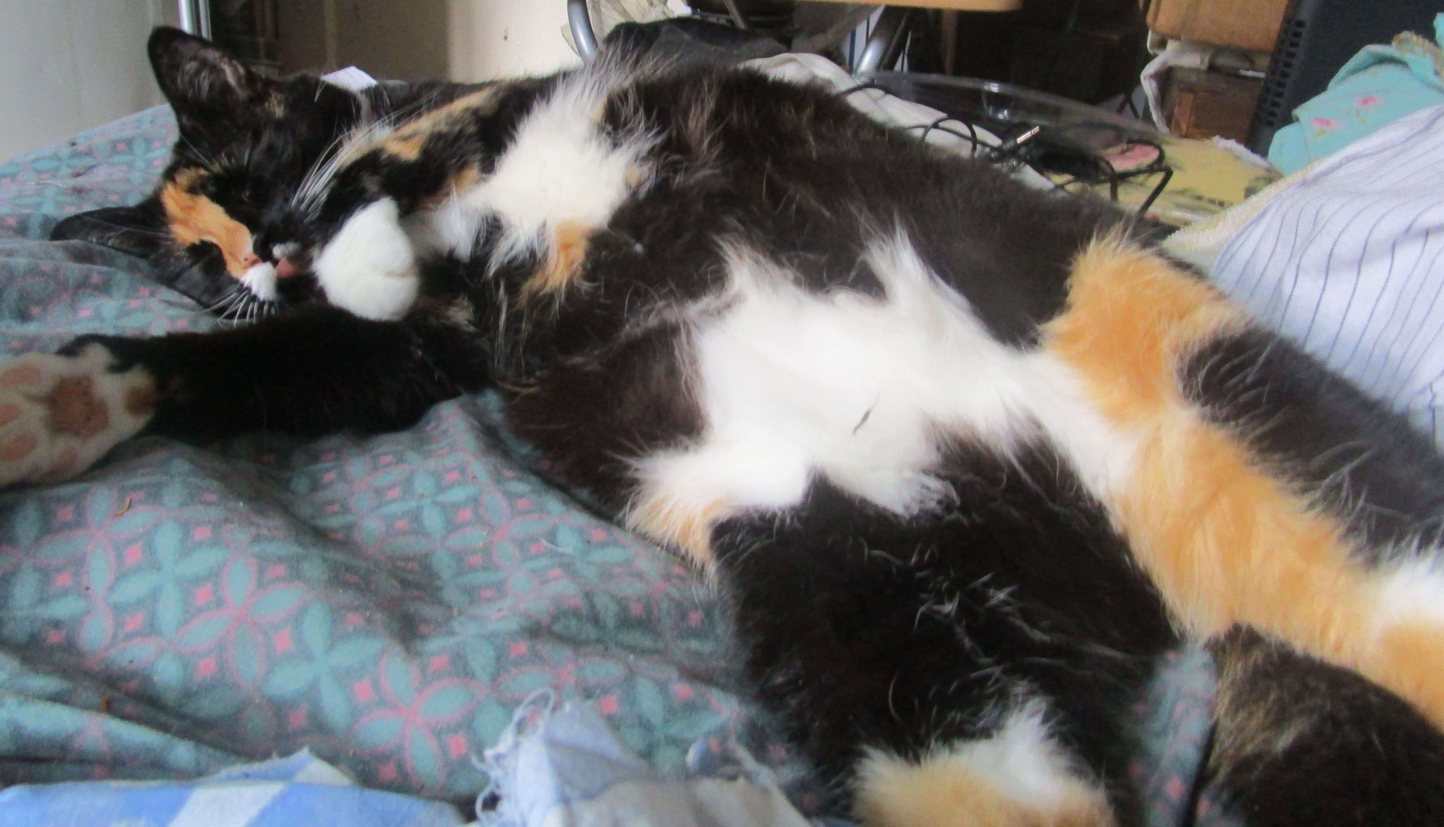 MrsMushka Most Delicious Cat On Earth Mrs Mushka and MisterShortcut